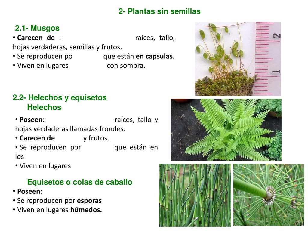 2- Plantas sin semillas 2.1- Musgos. Carecen de : vasos conductores, raíces, tallo, hojas verdaderas, semillas y frutos.