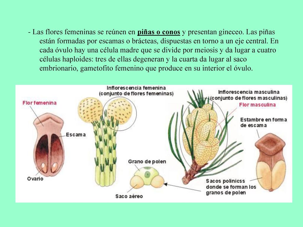 - Las flores femeninas se reúnen en piñas o conos y presentan gineceo