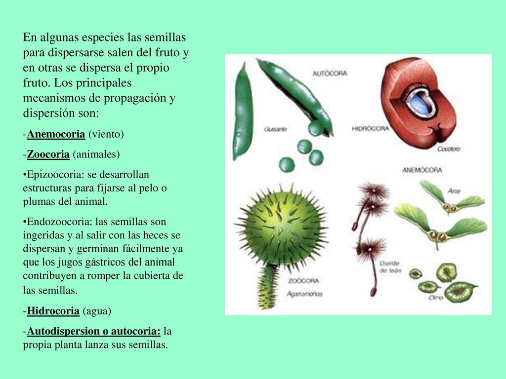 En algunas especies las semillas para dispersarse salen del fruto y en otras se dispersa el propio fruto. Los principales mecanismos de propagación y dispersión son: