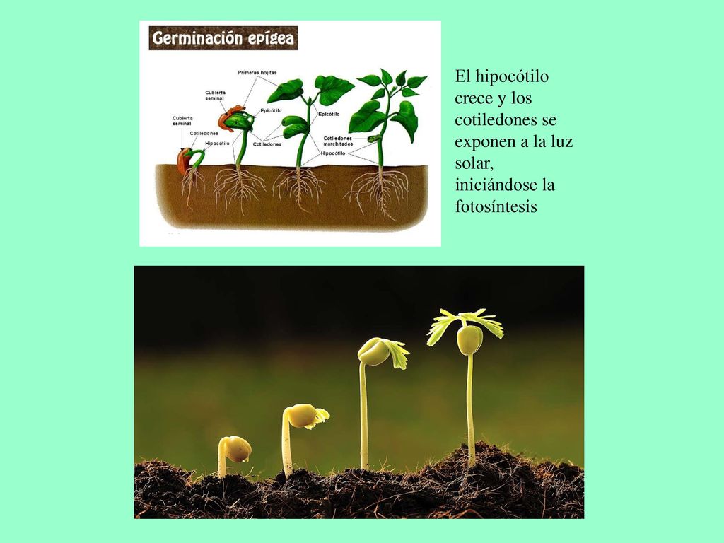 El hipocótilo crece y los cotiledones se exponen a la luz solar, iniciándose la fotosíntesis