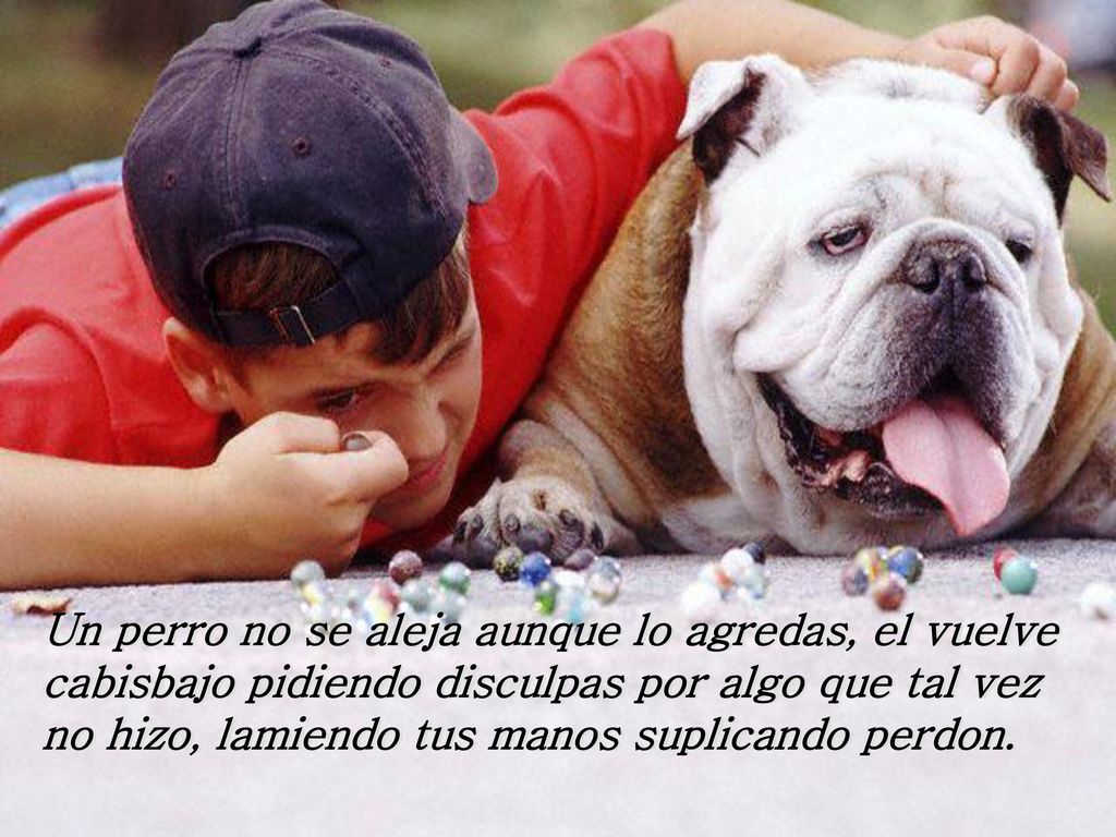 Un perro no se aleja aunque lo agredas, el vuelve cabisbajo pidiendo disculpas por algo que tal vez no hizo, lamiendo tus manos suplicando perdon.