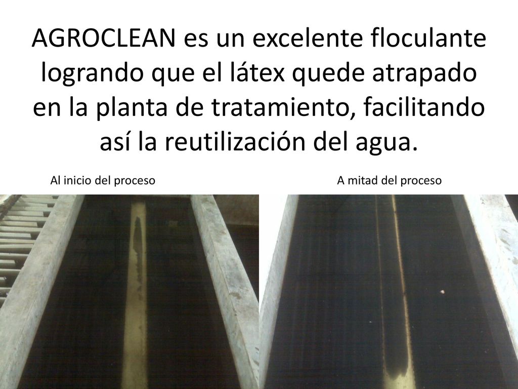 AGROCLEAN es un excelente floculante logrando que el látex quede atrapado en la planta de tratamiento, facilitando así la reutilización del agua.