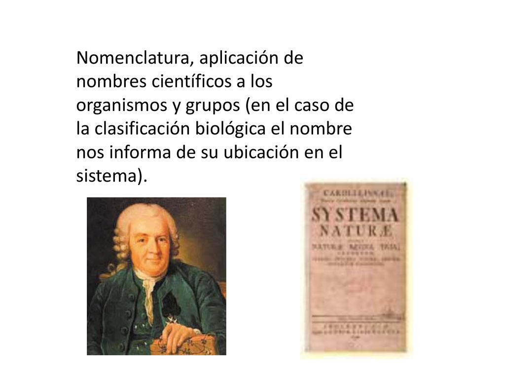 Nomenclatura, aplicación de nombres científicos a los organismos y grupos (en el caso de la clasificación biológica el nombre nos informa de su ubicación en el sistema).