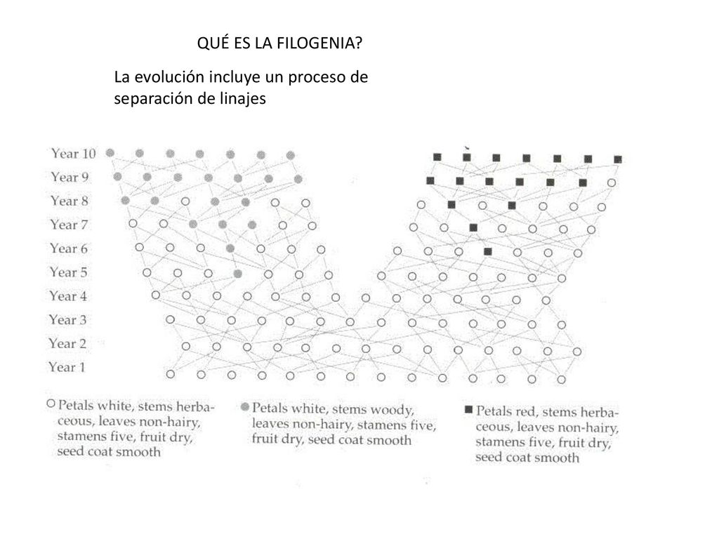 QUÉ ES LA FILOGENIA La evolución incluye un proceso de separación de linajes