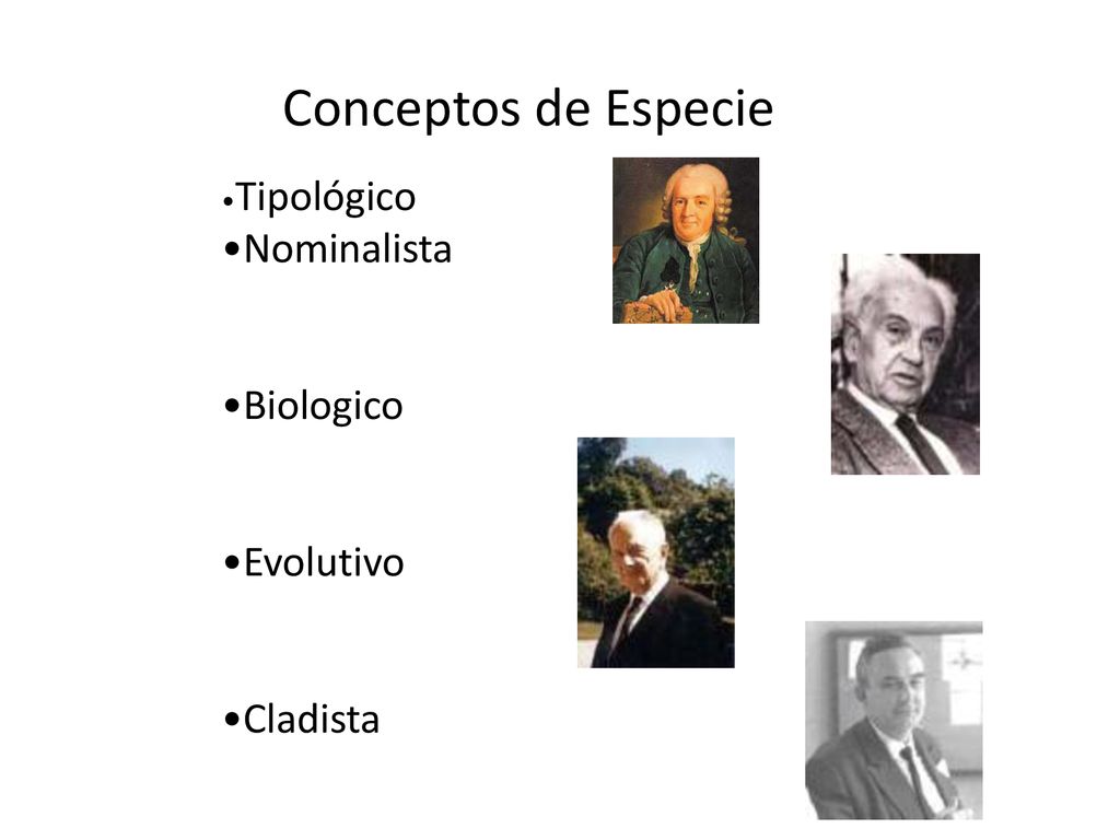 Conceptos de Especie •Nominalista •Biologico •Evolutivo •Cladista