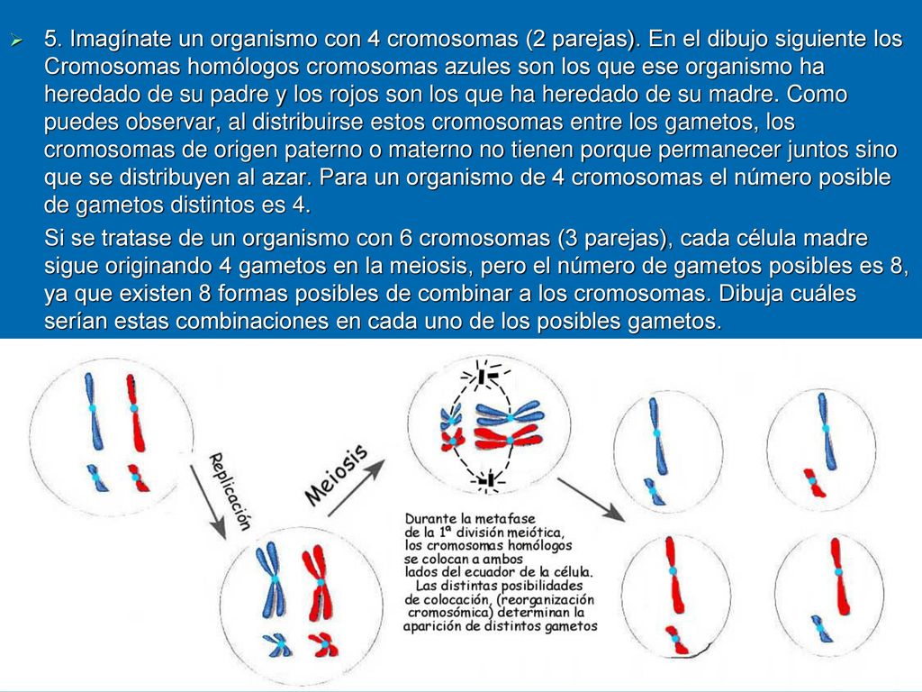 5. Imagínate un organismo con 4 cromosomas (2 parejas)