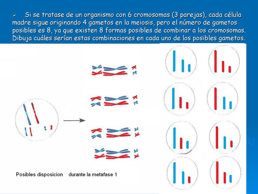 Si se tratase de un organismo con 6 cromosomas (3 parejas), cada célula madre sigue originando 4 gametos en la meiosis, pero el número de gametos posibles es 8, ya que existen 8 formas posibles de combinar a los cromosomas.