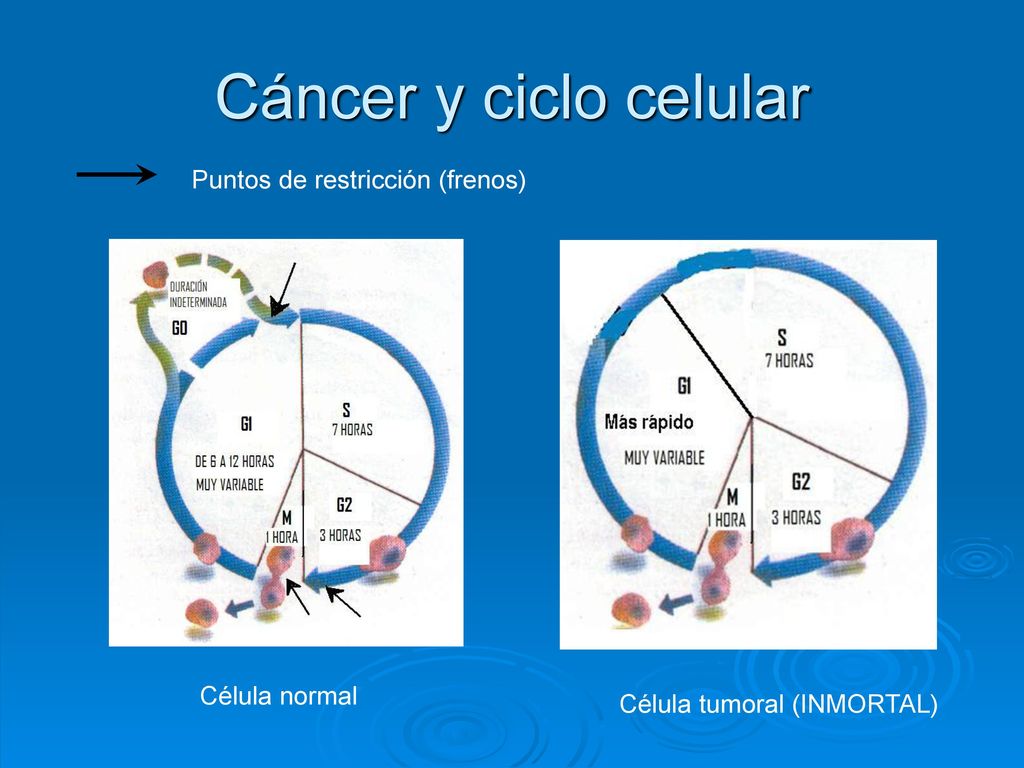 Cáncer y ciclo celular Puntos de restricción (frenos) Célula normal
