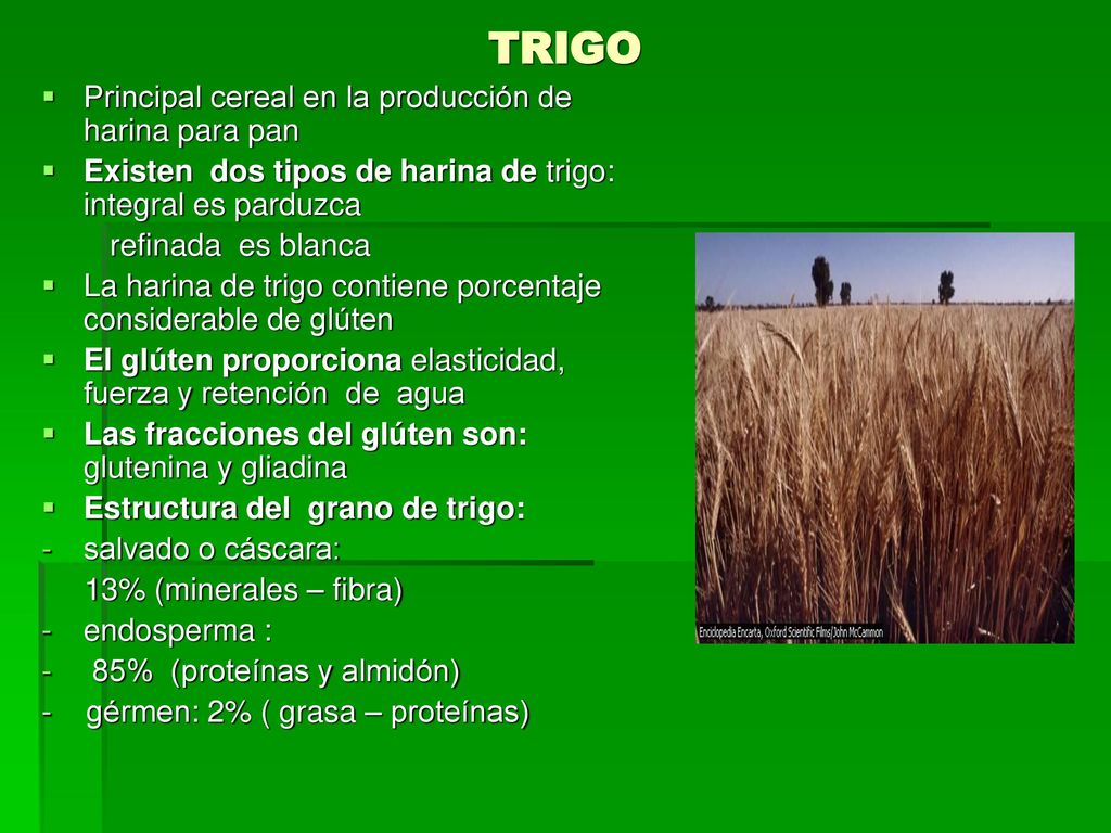 TRIGO Principal cereal en la producción de harina para pan