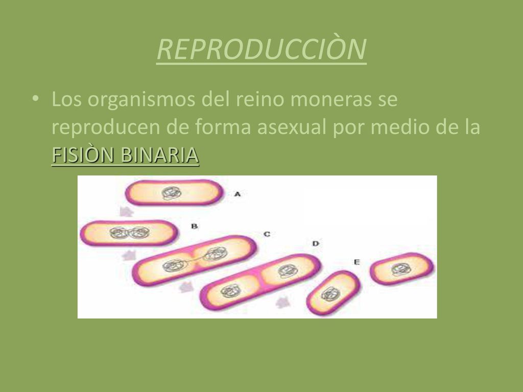 REPRODUCCIÒN Los organismos del reino moneras se reproducen de forma asexual por medio de la FISIÒN BINARIA.
