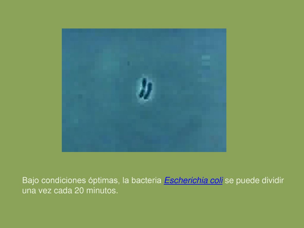 Bajo condiciones óptimas, la bacteria Escherichia coli se puede dividir una vez cada 20 minutos.