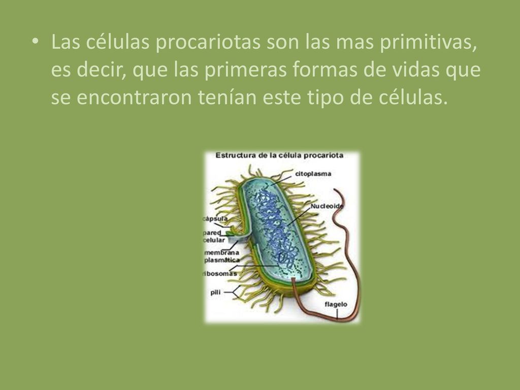 Las células procariotas son las mas primitivas, es decir, que las primeras formas de vidas que se encontraron tenían este tipo de células.