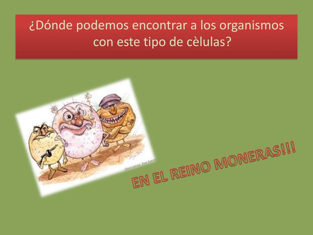 ¿Dónde podemos encontrar a los organismos con este tipo de cèlulas