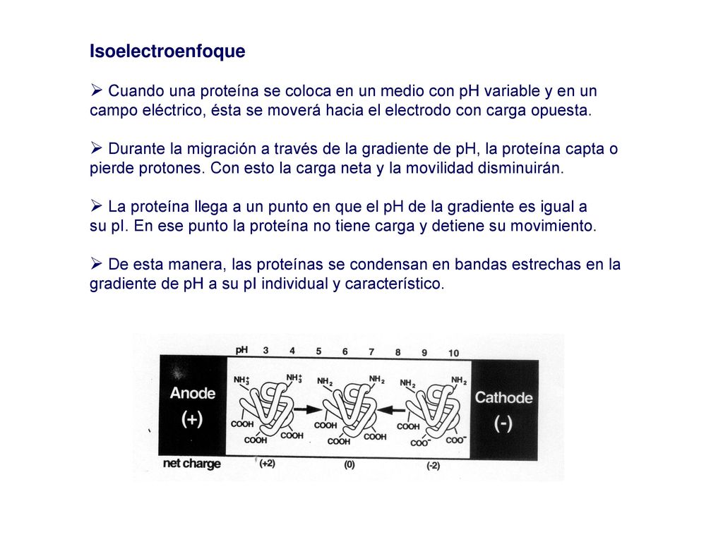 Isoelectroenfoque Cuando una proteína se coloca en un medio con pH variable y en un.