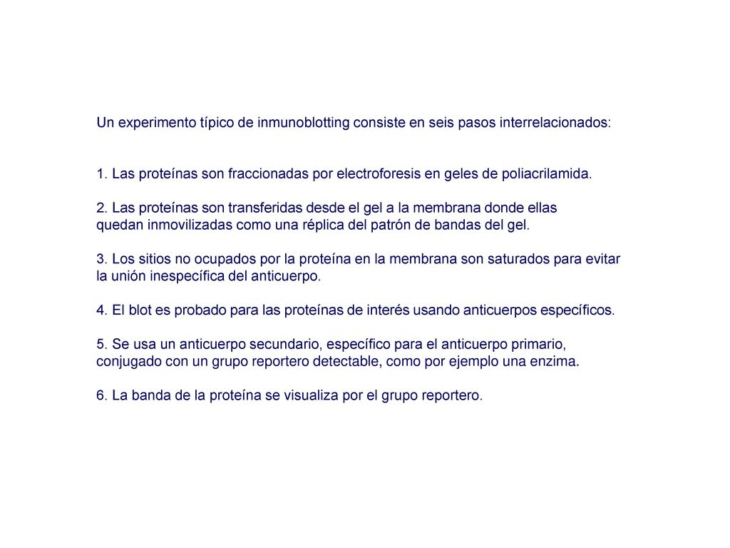 Un experimento típico de inmunoblotting consiste en seis pasos interrelacionados: