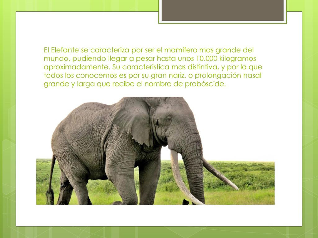 El Elefante se caracteriza por ser el mamífero mas grande del mundo, pudiendo llegar a pesar hasta unos kilogramos aproximadamente.