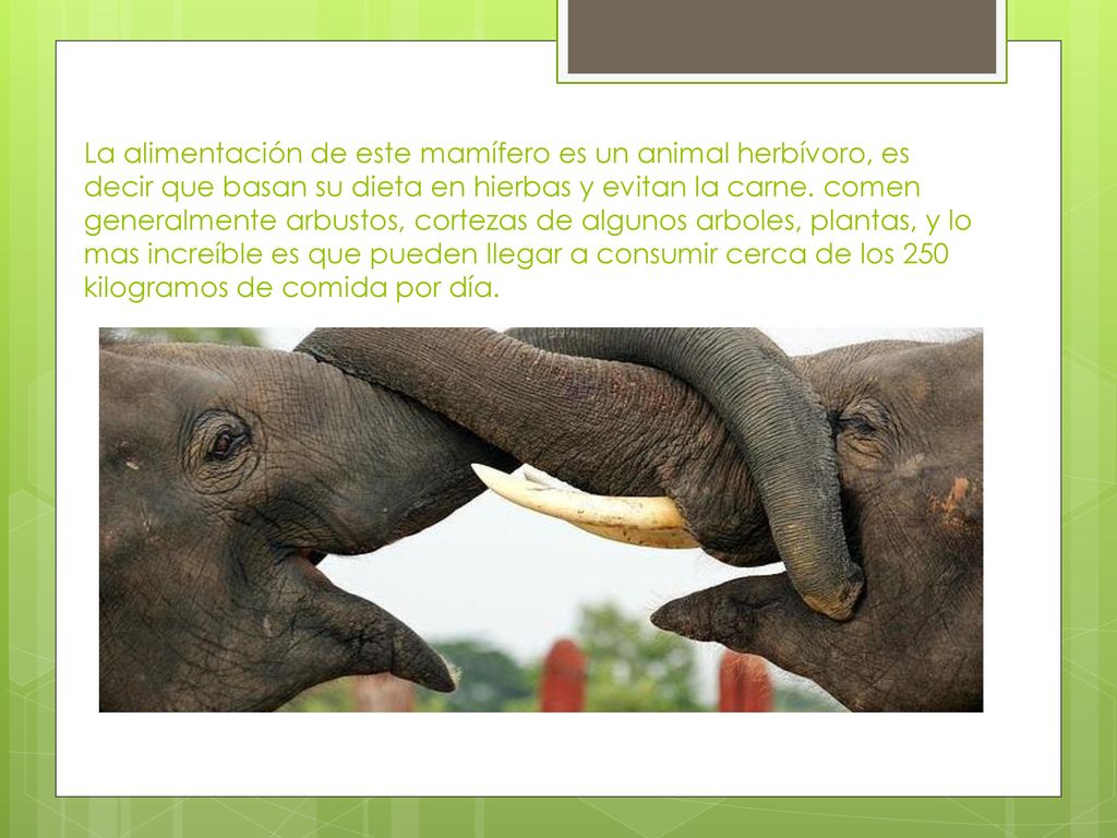 La alimentación de este mamífero es un animal herbívoro, es decir que basan su dieta en hierbas y evitan la carne.