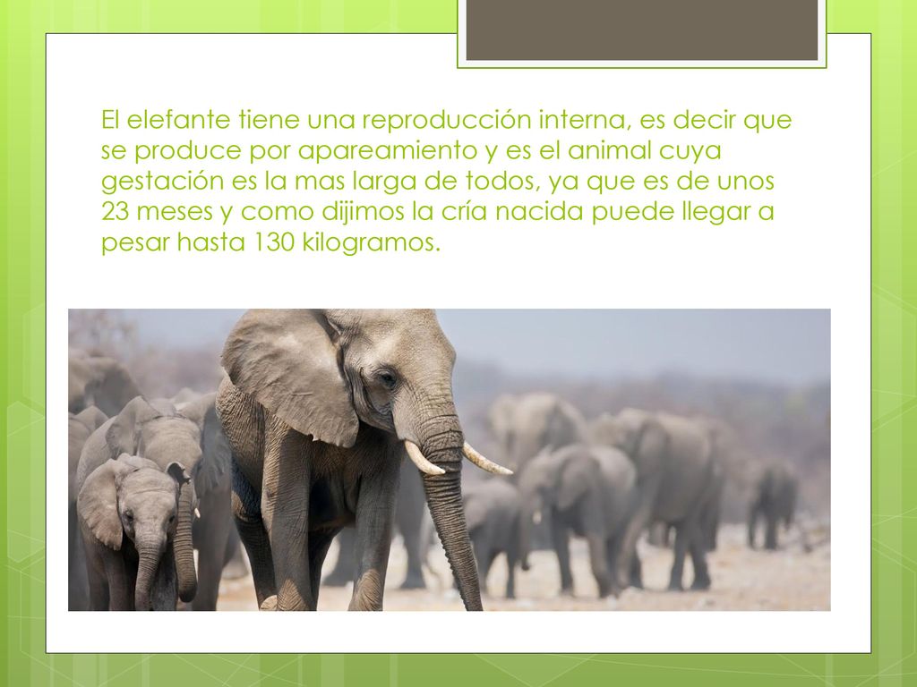 El elefante tiene una reproducción interna, es decir que se produce por apareamiento y es el animal cuya gestación es la mas larga de todos, ya que es de unos 23 meses y como dijimos la cría nacida puede llegar a pesar hasta 130 kilogramos.