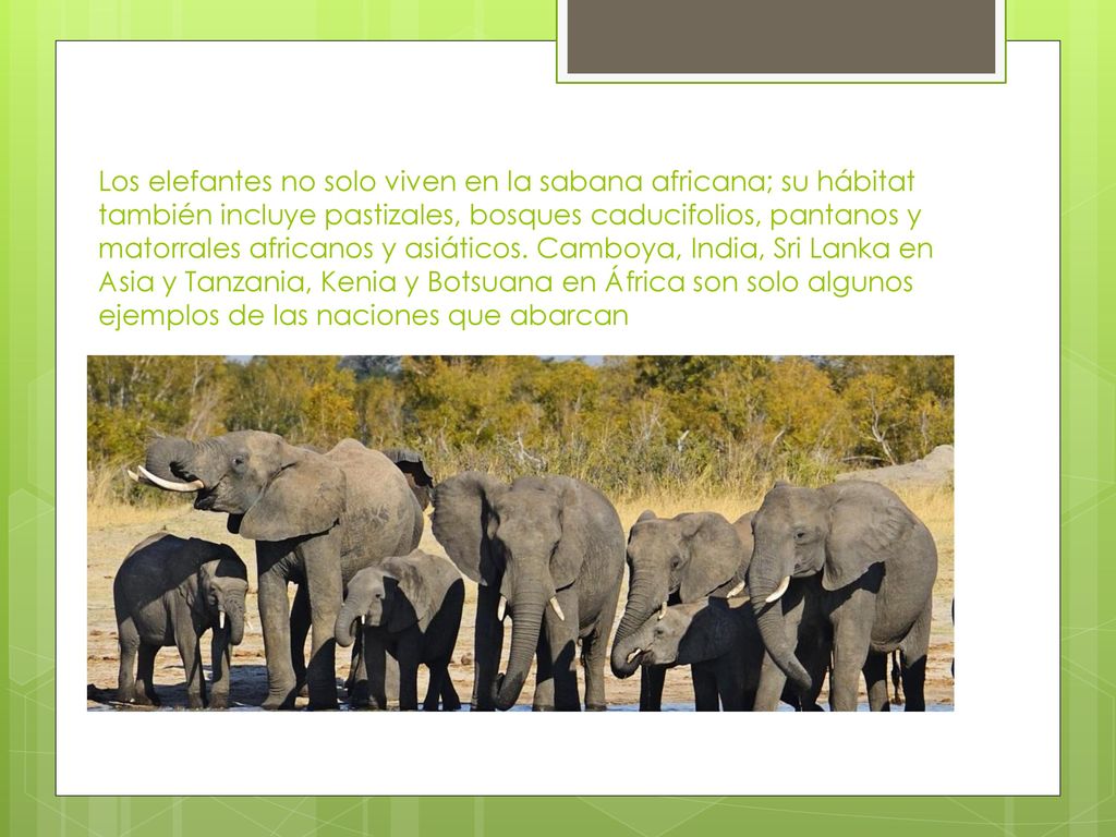 Los elefantes no solo viven en la sabana africana; su hábitat también incluye pastizales, bosques caducifolios, pantanos y matorrales africanos y asiáticos.
