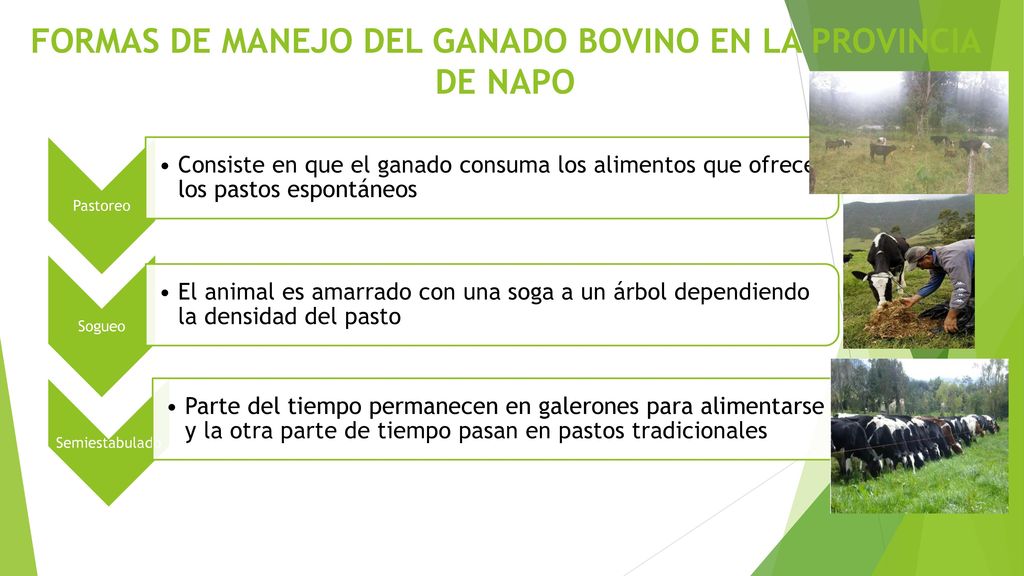 Formas de Manejo del ganado Bovino en la provincia de Napo