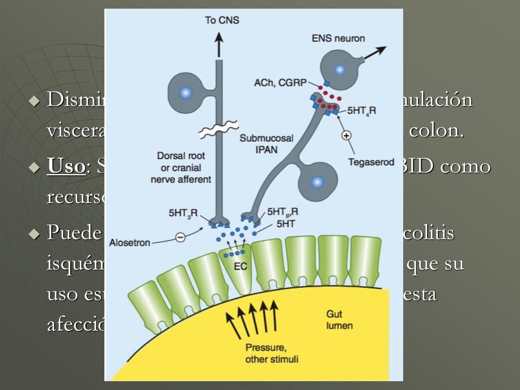 ALOSETRON Disminuye la respuesta central a la estimulación visceral, la distensión y peristaltismo del colon.