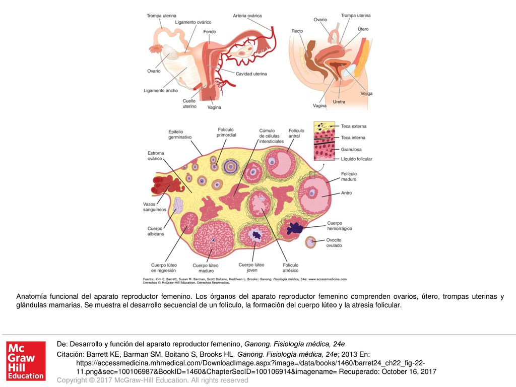 Anatomía funcional del aparato reproductor femenino