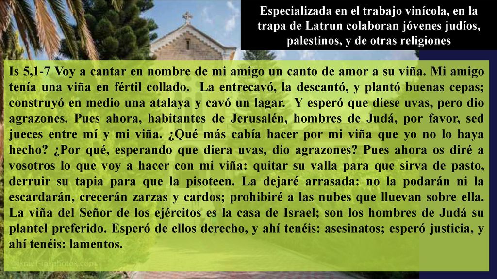 Especializada en el trabajo vinícola, en la trapa de Latrun colaboran jóvenes judíos, palestinos, y de otras religiones