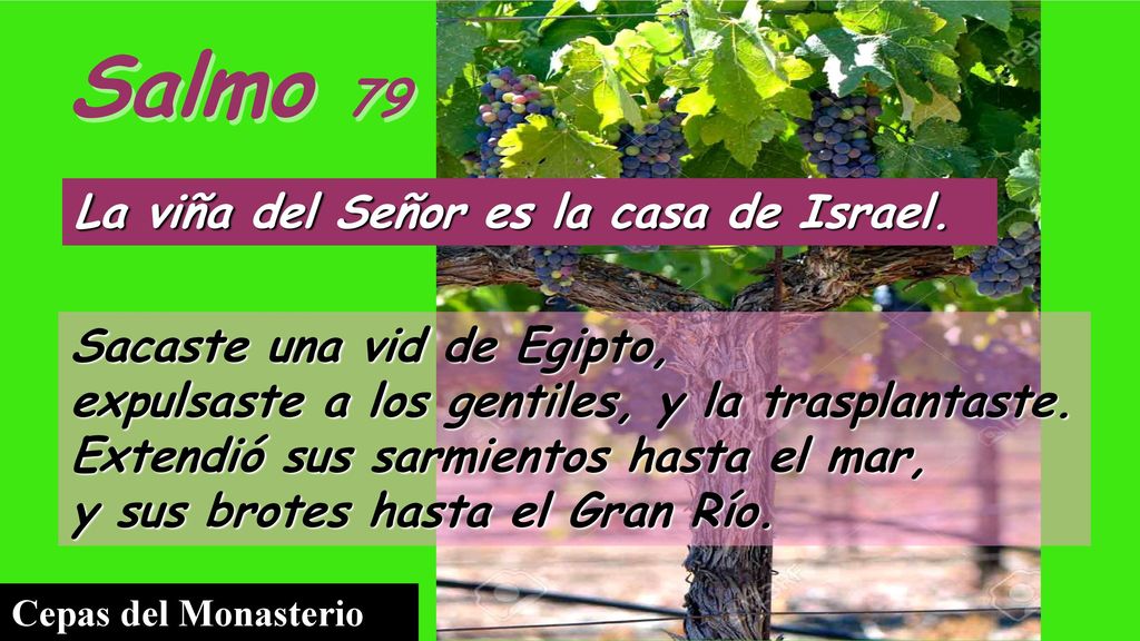 Salmo 79 La viña del Señor es la casa de Israel.