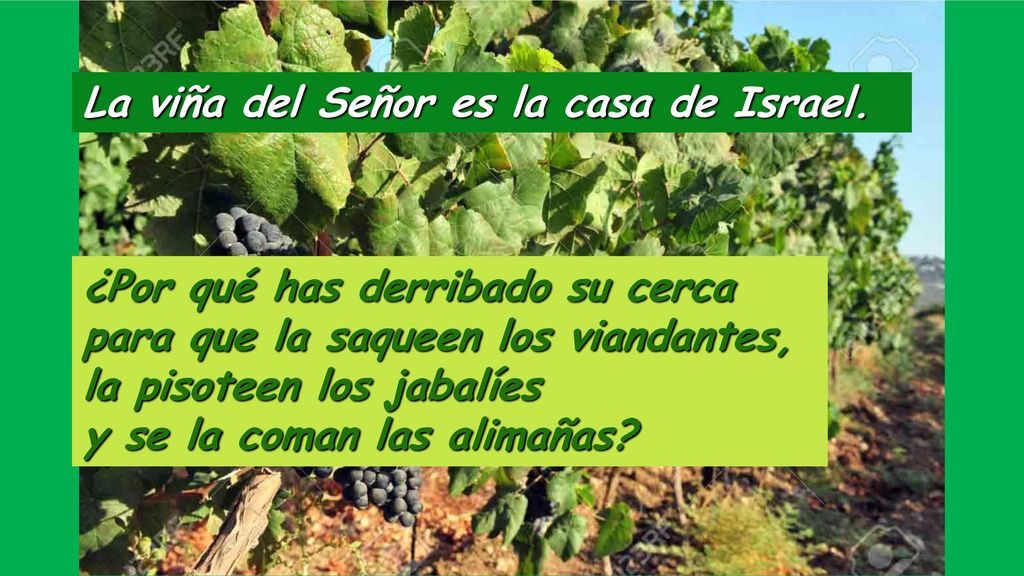 La viña del Señor es la casa de Israel.