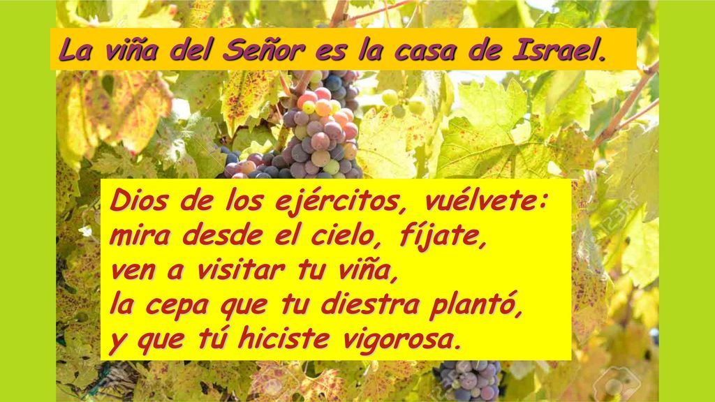 La viña del Señor es la casa de Israel.