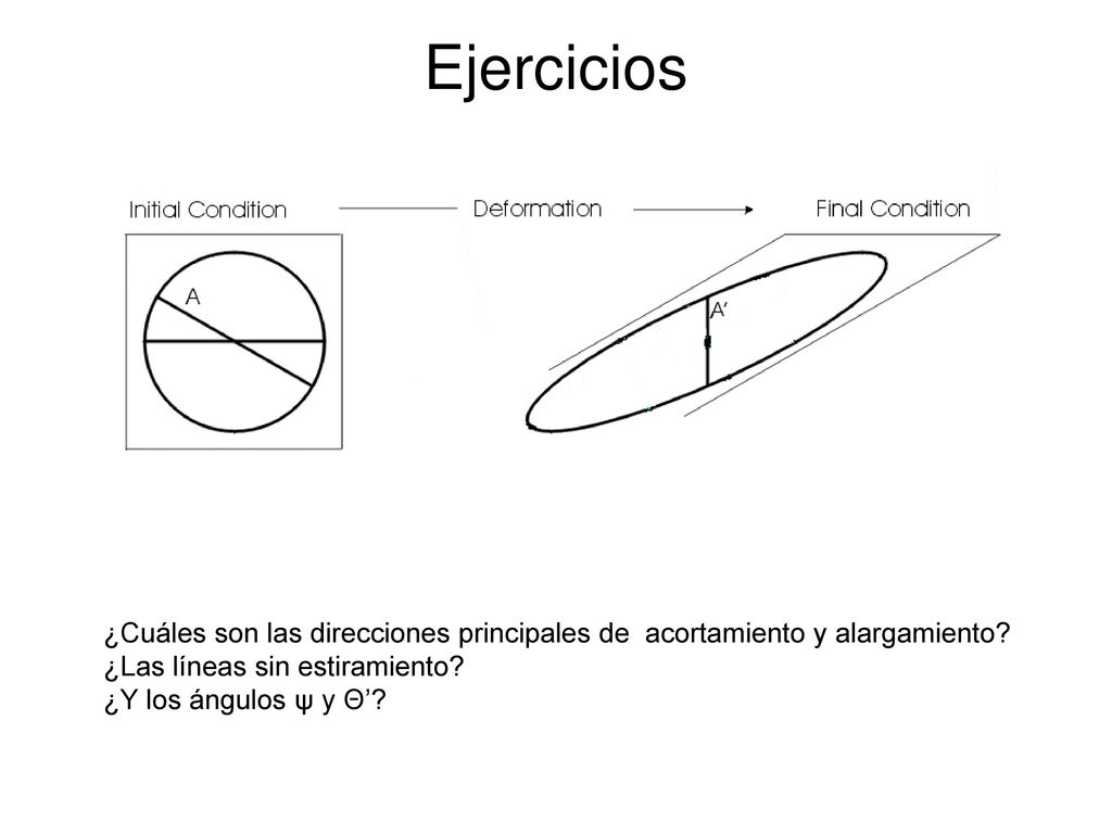 Ejercicios ¿Cuáles son las direcciones principales de acortamiento y alargamiento ¿Las líneas sin estiramiento