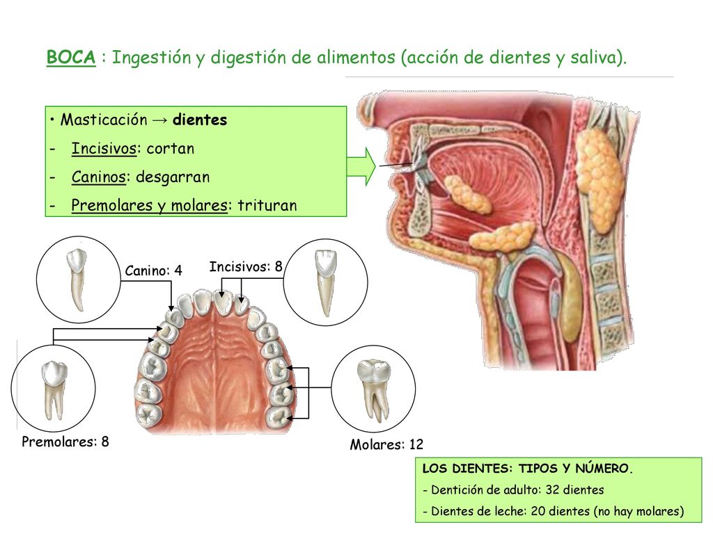 BOCA : Ingestión y digestión de alimentos (acción de dientes y saliva).