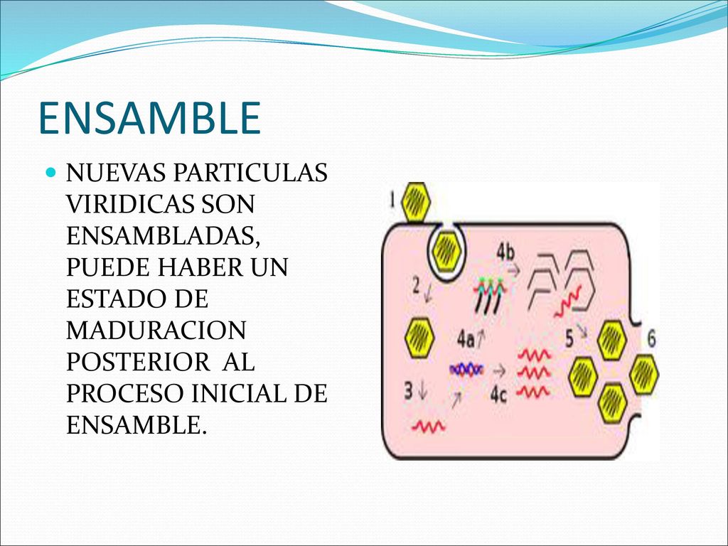 ENSAMBLE NUEVAS PARTICULAS VIRIDICAS SON ENSAMBLADAS, PUEDE HABER UN ESTADO DE MADURACION POSTERIOR AL PROCESO INICIAL DE ENSAMBLE.