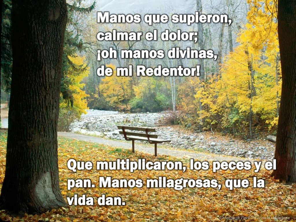 Manos que supieron, calmar el dolor; ¡oh manos divinas, de mi Redentor!
