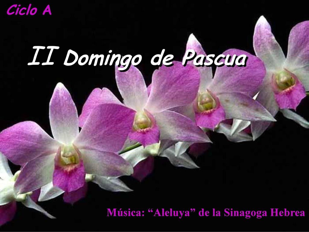 Ciclo A II Domingo de Pascua Música: Aleluya de la Sinagoga Hebrea