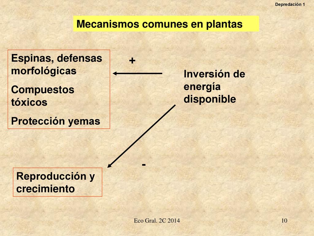 + - Mecanismos comunes en plantas Espinas, defensas morfológicas