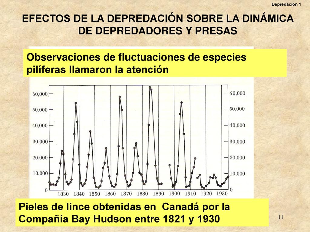 EFECTOS DE LA DEPREDACIÓN SOBRE LA DINÁMICA DE DEPREDADORES Y PRESAS