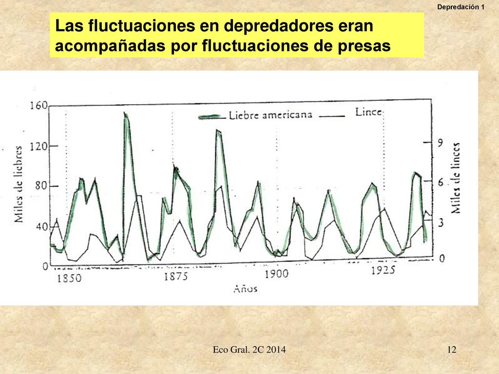 Depredación 1 Las fluctuaciones en depredadores eran acompañadas por fluctuaciones de presas.