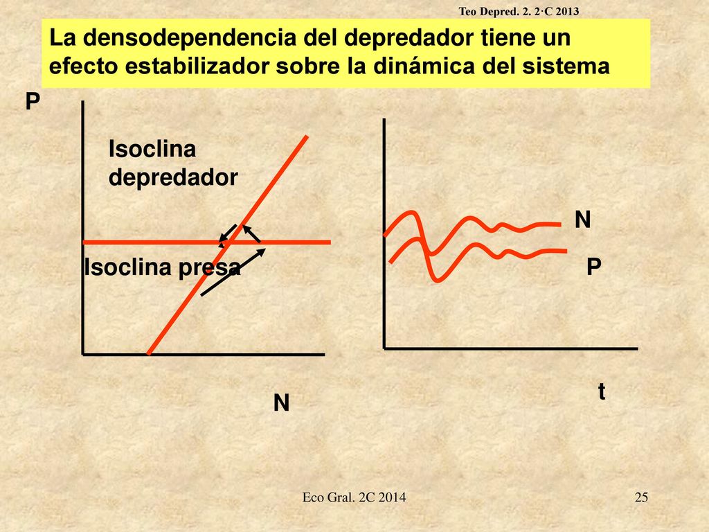 Teo Depred. 2. 2·C 2013 La densodependencia del depredador tiene un efecto estabilizador sobre la dinámica del sistema.