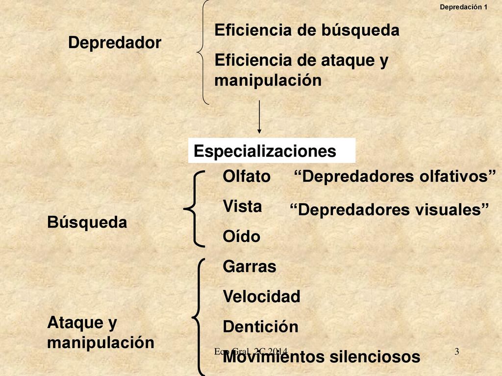 Eficiencia de búsqueda Eficiencia de ataque y manipulación Depredador