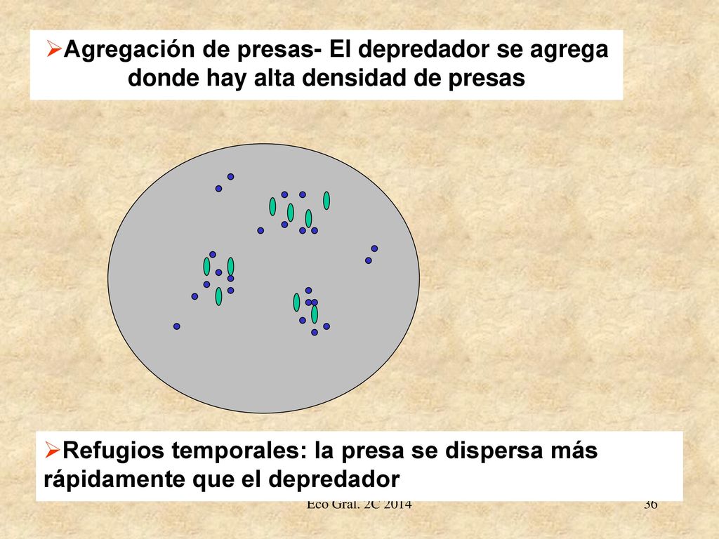 Agregación de presas- El depredador se agrega donde hay alta densidad de presas
