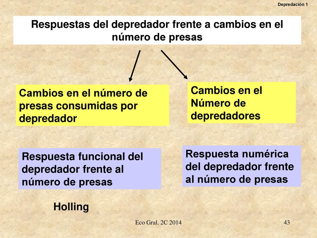 Respuestas del depredador frente a cambios en el número de presas