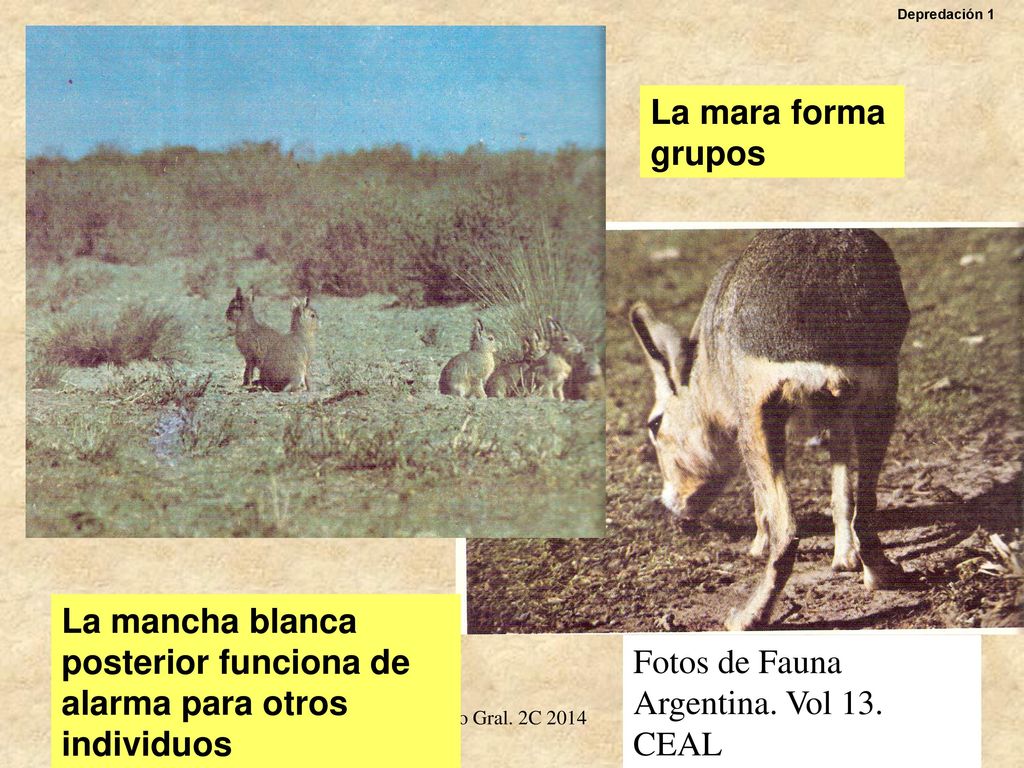 La mancha blanca posterior funciona de alarma para otros individuos