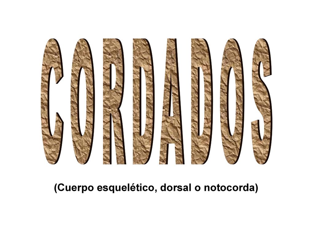 CORDADOS (Cuerpo esquelético, dorsal o notocorda)