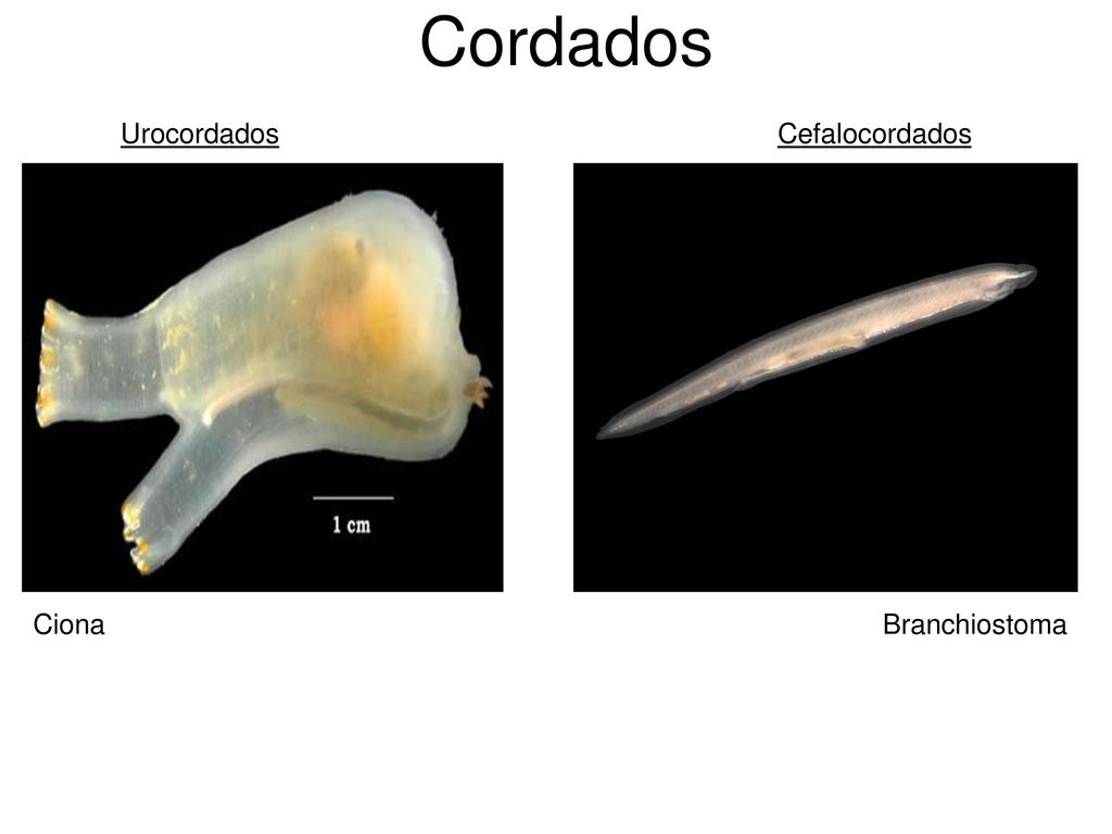 Cordados Urocordados Cefalocordados Ciona Branchiostoma