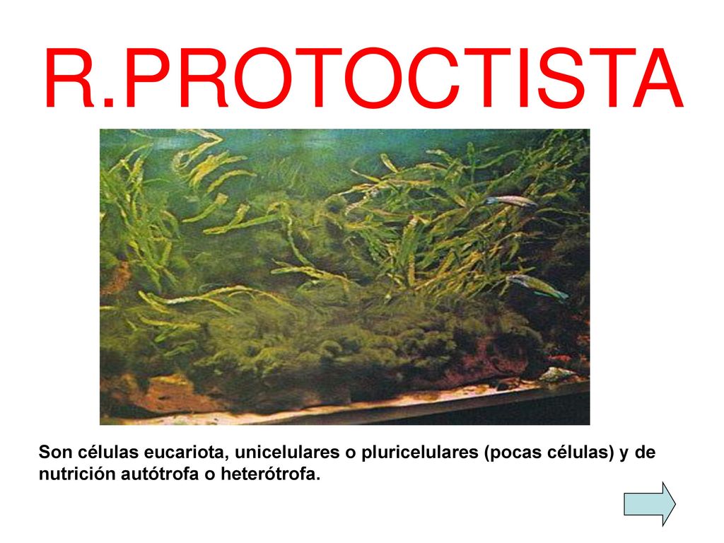 R.PROTOCTISTA Son células eucariota, unicelulares o pluricelulares (pocas células) y de nutrición autótrofa o heterótrofa.