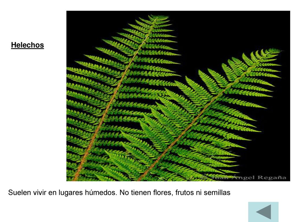 Helechos Suelen vivir en lugares húmedos. No tienen flores, frutos ni semillas
