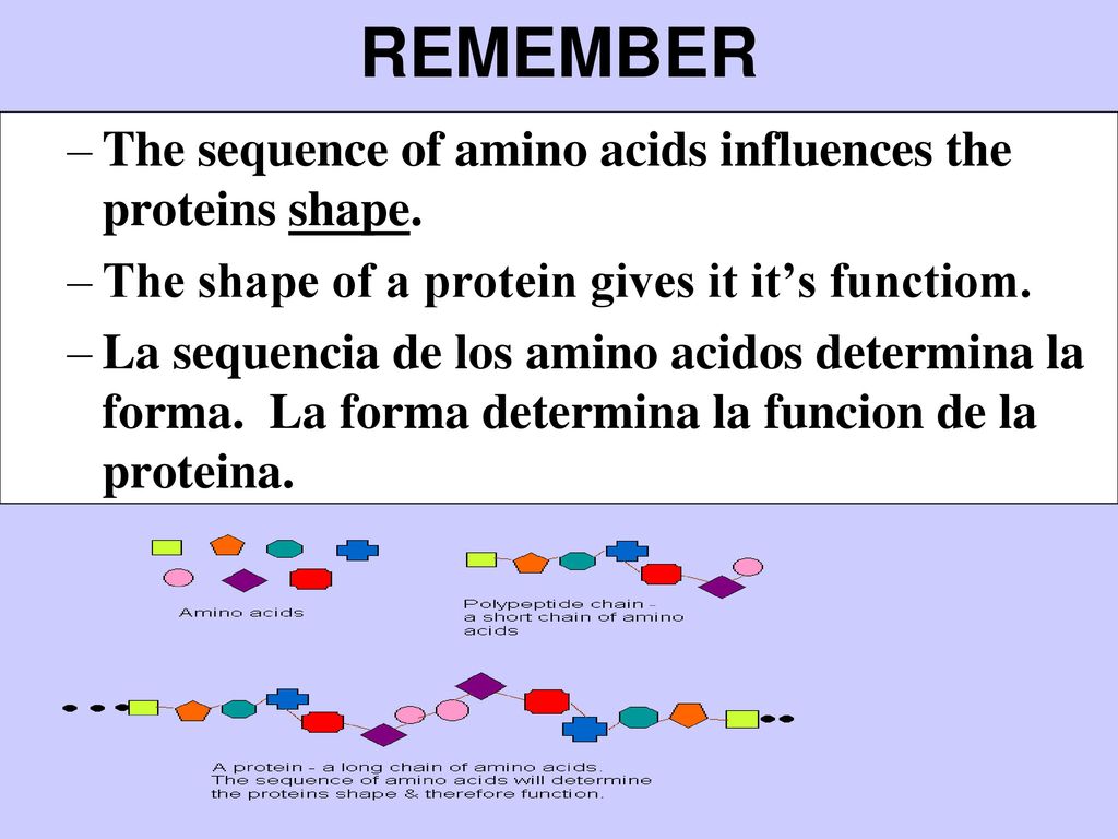 REMEMBER The sequence of amino acids influences the proteins shape.