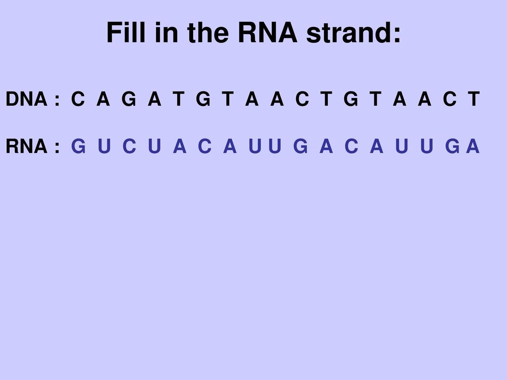 Fill in the RNA strand: DNA : C A G A T G T A A C T G T A A C T