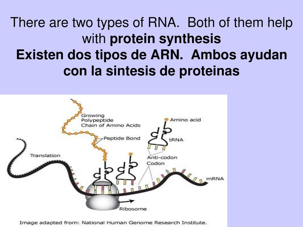 There are two types of RNA